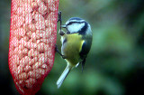  BLUE TIT . TOPSHAM . DEVON .  19 12 02