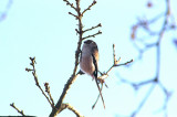 LONG TAILED TIT . EXMINSTER MARSH . DEVON . 7 . 1 . 2010