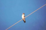 Northern Rough-Winged Swallow . Stelgidoptreyx serripennis