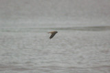 SAND MARTIN . EXMINSTER MARSH . DEVON . 11 . 5 . 2012