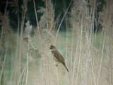  GREAT REED WARBLER . BIRECIK . TURKEY. 11 . 5 . 2007