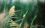 Clamorous Reed-Warbler . Acrocephalus stentoreus
