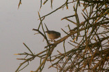  WESTERN SUBALPINE WARBLER . THE AOUSSARD ROAD . THE SAHARA DESERT . WESTERN SAHARA . 6 / 3 / 2010