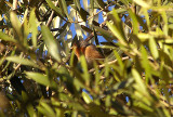 WESTERN SUBALPINE WARBLER . THE MOTEL RIBIS . Nr AGADIR . MOROCCO . 10 / 3 / 2010