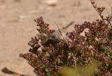 Spectacled Warbler . Sylvia conspicillata