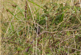 DARTFORD WARBLER . PORTLAND BILL . DORSET . ENGLAND . 13 . 10 . 2010