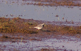 WHITE WAGTAIL . EXMINSTER MARSH . DEVON . 19 . 4 . 2011