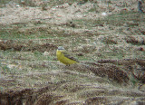 BLUE-HEADED WAGTAIL . DUNGENESS . KENT . 3 . 5 . 2009