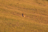 RICHARDS PIPIT . WYKE REGIS . DORSET . 11 . 1 . 2012