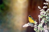 Lesser Goldfinch . Carduelis psaltria