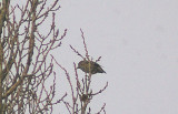 HAWFINCH . NORTON SUB HAMDON . SOMERSET . ENGLAND . 10 . 1 . 2013 