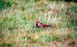  LAPLAND BUNTING . THE GOLF COURSE . ST MARYS . SCILLY ISLES . 8 . 10 . 2000