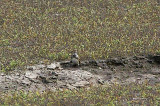 LAPLAND BUNTING . THE SKIRN . NORTHAM BURROWS . DEVON . 18 . 9 . 2010 