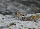 SNOW BUNTING . HOPES NOSE . DEVON . 6 . 2 . 2011