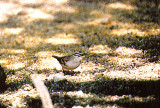 White-Crowned Sparrow . Zonotrichia leucophrys