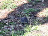  DARK EYED JUNCO , THE MALL , WASHINGTON DC , USA . 23 , 3 , 2004