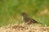 SAVANNAH SPARROW , THE COACHELLA WILD BIRD CENTER , INDIO , CALIFORNIA , USA . 20 , 11 , 2004
