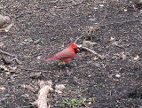 Northern Cardinal . Cardinalis cardinalis