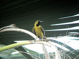 HOODED ORIOLE . LA QUINTA . CALIFORNIA . USA . 21 . 7 . 2009