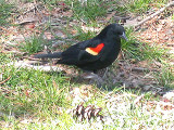 Red-Winged Blackbird . Agelaius phoeniceus
