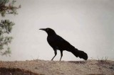 Great-Tailed Grackle . Quiscalus mexicanus