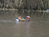 MANDARIN DUCK . THE CLENNON VALLEY . Nr GOODRINGTON . DEVON . ENGLAND . 29 . 11 . 2013