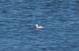 BLACK GUILLEMOT . OFF OF BRIXHAM . DEVON . 29 . 12 . 2013