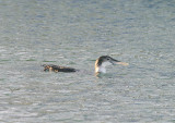 WHITE-BILLED DIVER , BRIXHAM HARBOUR , DEVON , 30 , 12 , 2013