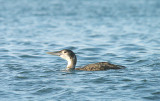 WHITE-BILLED DIVER , BRIXHAM HARBOUR , DEVON , 30 , 12 , 2013