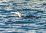 WHITE-BILLED DIVER . BRIXHAM HARBOUR . DEVON . 30 . 12 . 2013 