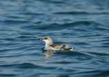 BLACK GUILLEMOT . BRIXHAM HARBOUR . DEVON . 30 . 12 . 2013