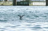 GUILLEMOT . BRIXHAM HARBOUR . DEVON . 30 . 12 . 2013