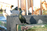 SHAG . BRIXHAM HARBOUR . DEVON . 30 . 12 . 2013 