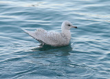 Iceland Gull . Larus glaurcoides