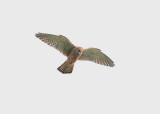 KESTREL . DAWLISH WARREN . DEVON . 2 . 1 . 2014 