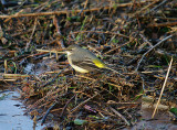 GREY WAGTAIL . THE RECREATION GROUND . TOPSHAM . DEVON . 2 . 1 . 2014