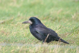 Rook . Corvus frugilegus