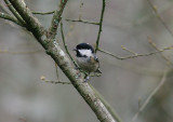 COAL TIT . THE STOVER COUNTRY PARK . DEVON . ENGLAND . 8 . 1 . 2014