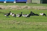 BLACK BRANT . OAK MEADOW GOLF COURSE . STARCROSS . DEVON . ENGLAND . 1 . 2 . 2014 