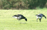 BLACK BRANT . OAK MEADOW GOLF COURSE . STARCROSS . DEVON . ENGLAND . 1 . 2 . 2014