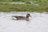 GREYLAG GOOSE . BOWLING GREEN MARSH . TOPSHAM . DEVON . ENGLAND . 6 . 2 . 2014