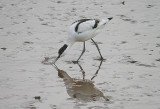 AVOCET . GOOSE MOOR . TOPSHAM . DEVON . ENGLAND . 10 . 2 . 2014 