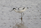 AVOCET . GOOSE MOOR . TOPSHAM . DEVON . ENGLAND . 10 . 2 . 2014