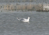 LITTLE GULL . THE EXEMINSTER MARSHES . DEVON . 26 . 2 . 2014