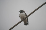 WHITE BREASTED WOOD SWALLOW . YEPPOON . QUEENSLAND . AUSTRALIA . 8 . 6 . 2000