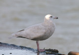 GLAUCOUS GULL . EXMOUTH DOCKS . DEVON . 23 . 3 . 2014