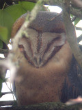 Barn Owl . Tyto alba guttata