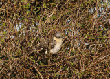 GREAT SPOTTED CUCKOO ( Adult ) , BEER HEAD , DEVON , 4 , 4 , 2014