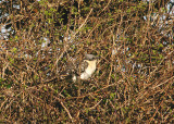 GREAT SPOTTED CUCKOO ( Adult ) . BEER HEAD . DEVON . 4 . 4 . 2014