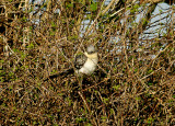 Great Spotted Cuckoo . Clamator glandarius